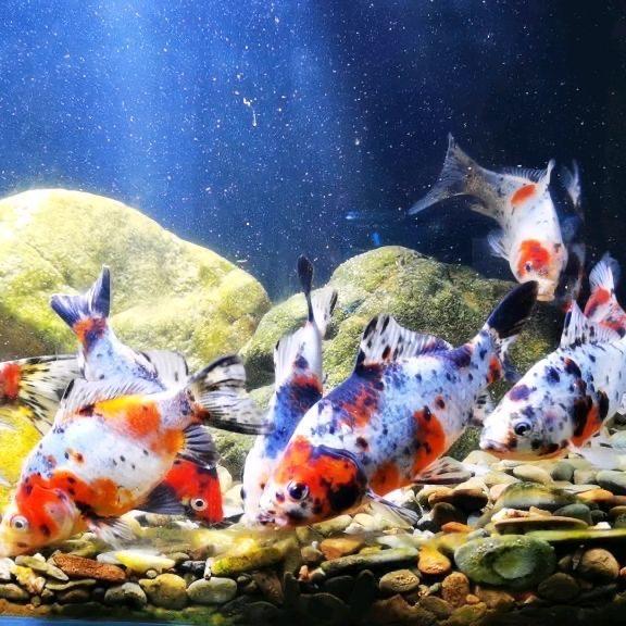睿源草金观赏鱼养殖