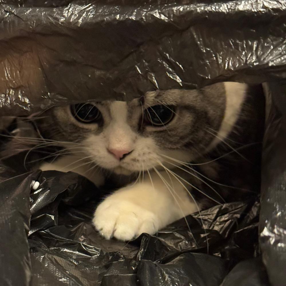 爱吃虾的黑猫警长