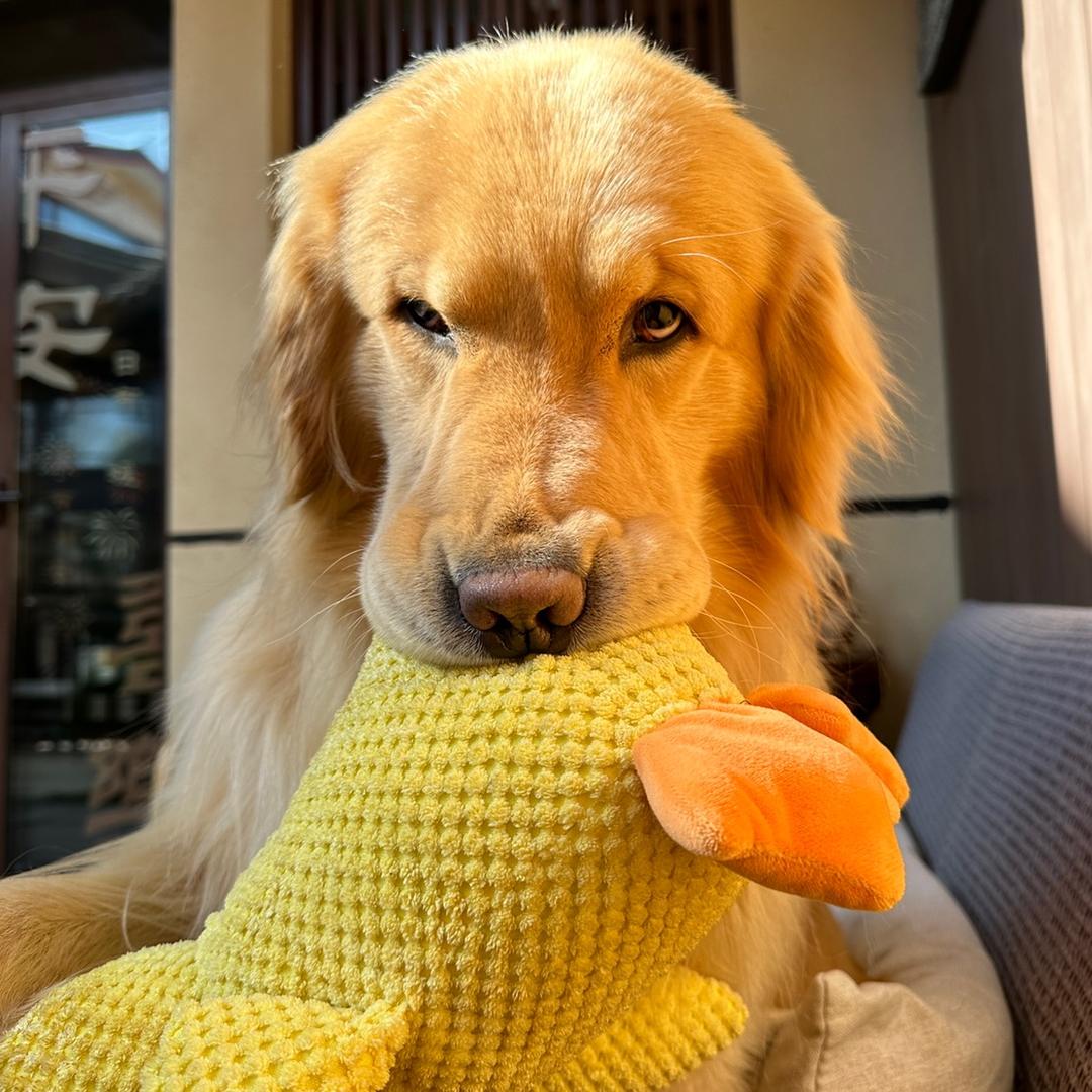 金毛六六🐶粘人精