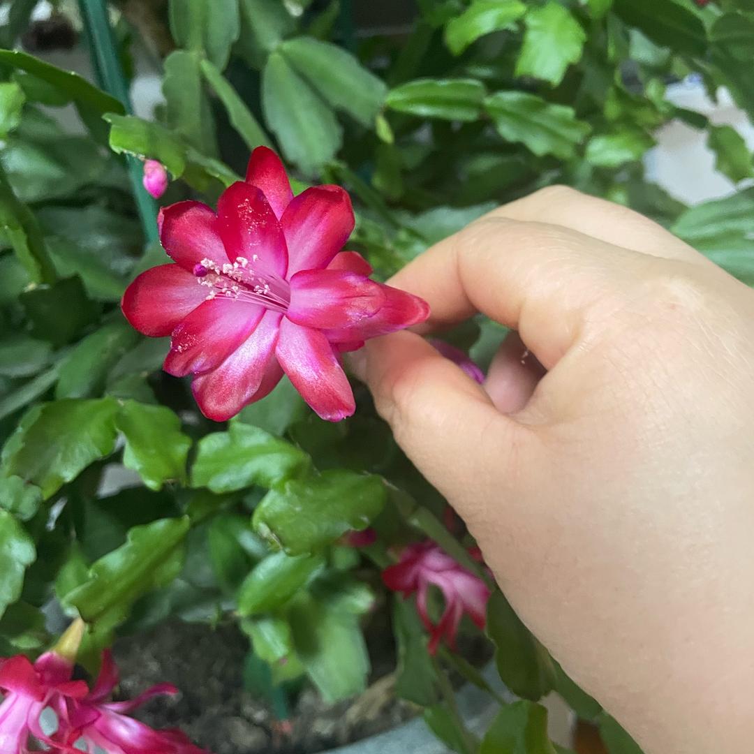 小侯很忙