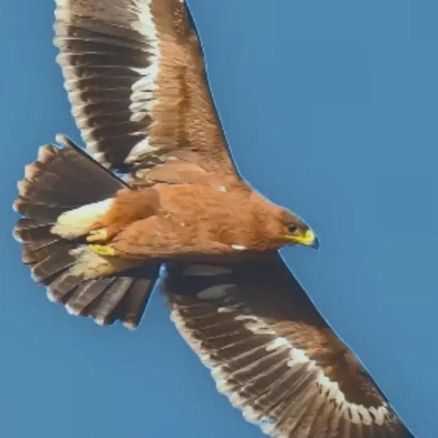 雄鹰展翅🦅
