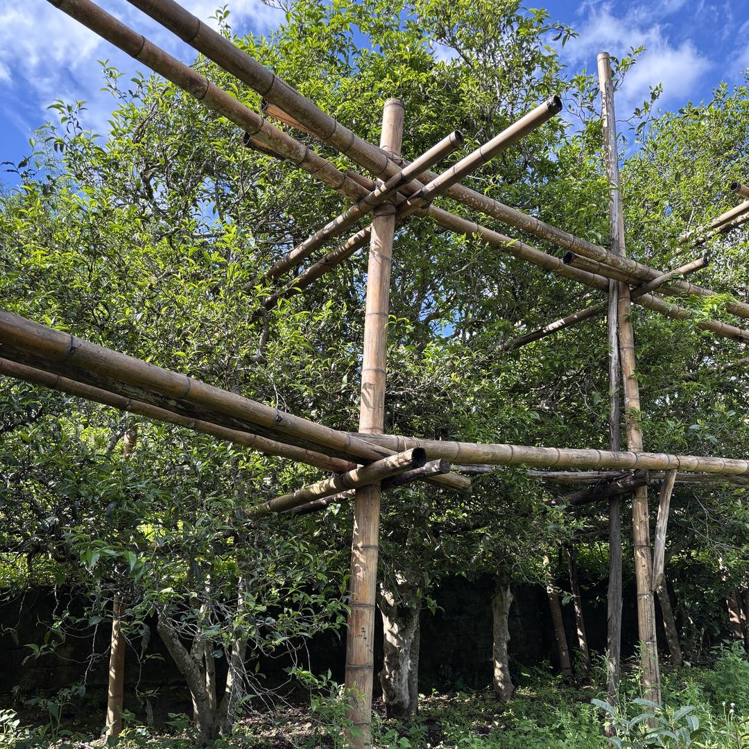 勐库古茶初制茶坊