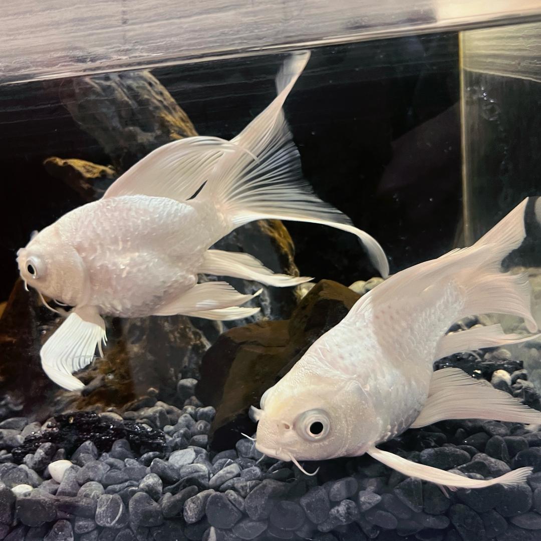 魔兽时光张帅帅（3区部落）