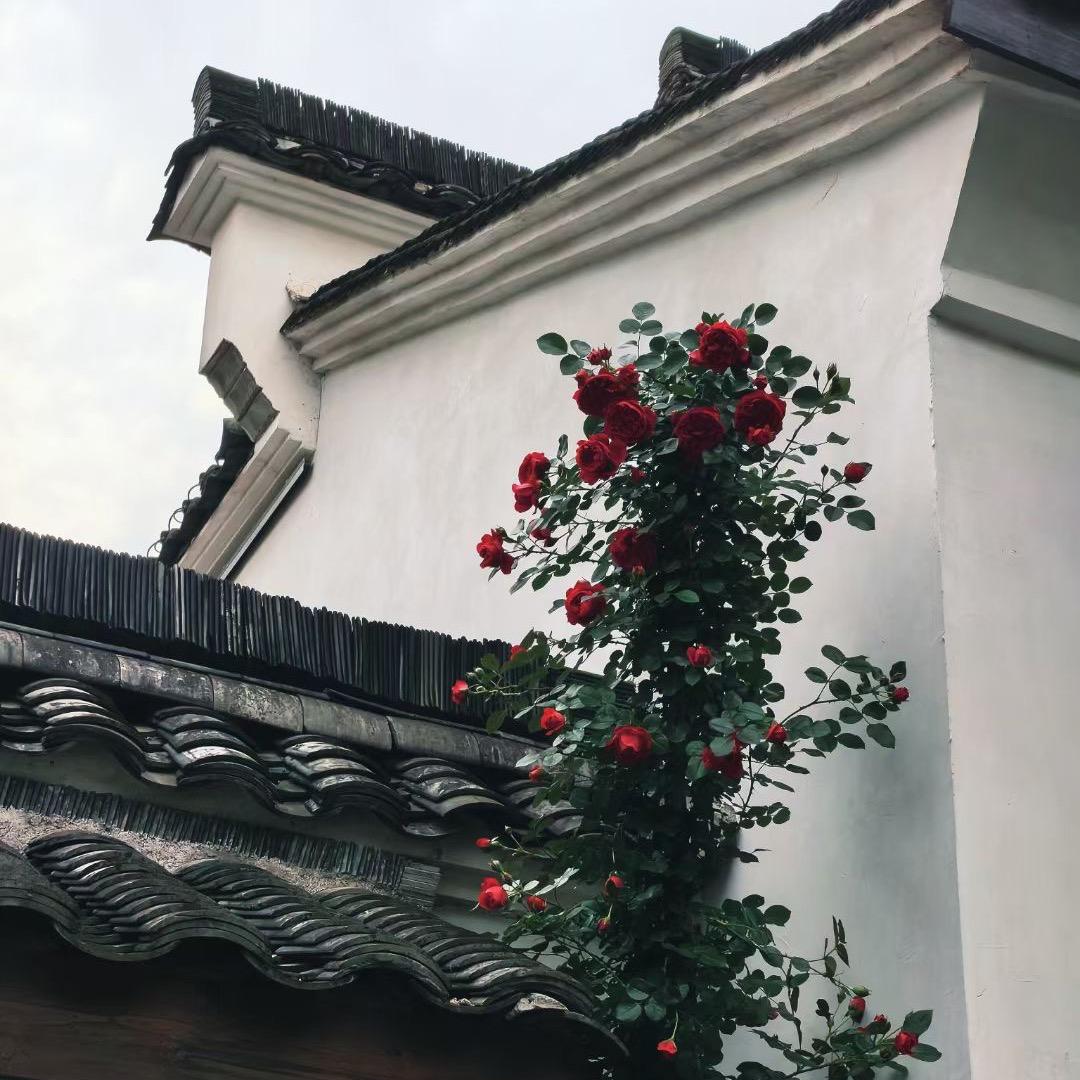 梦儿