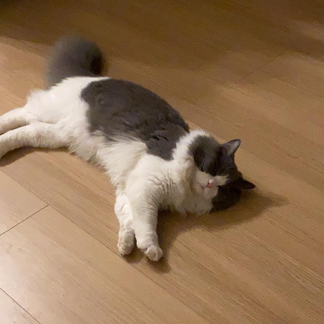 狗蛋莹
