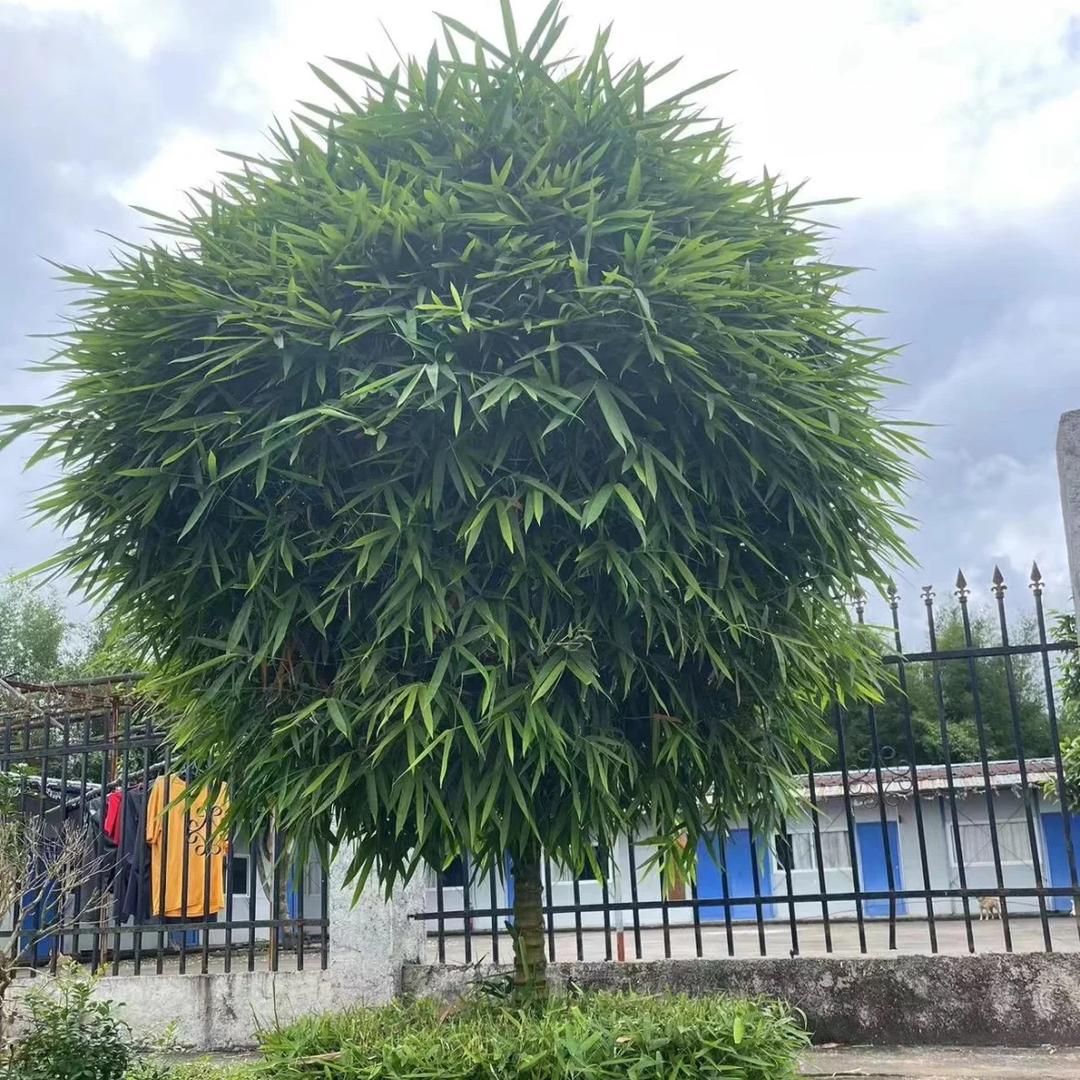 宏力佛肚竹种植批发基地