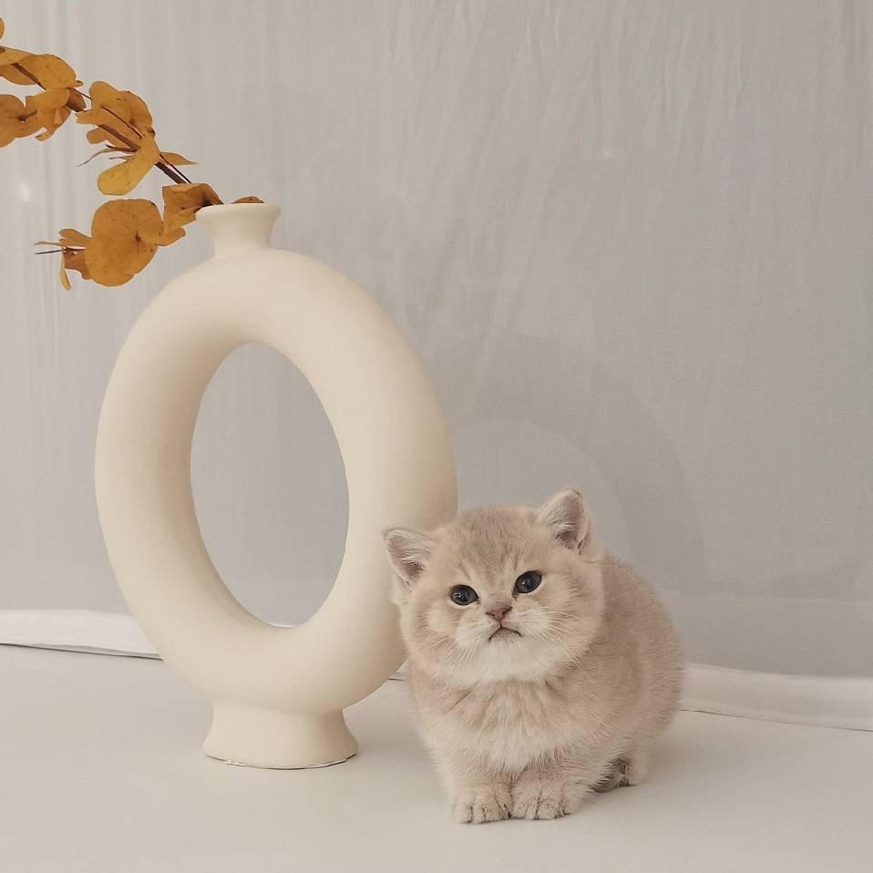 老马寻猫记