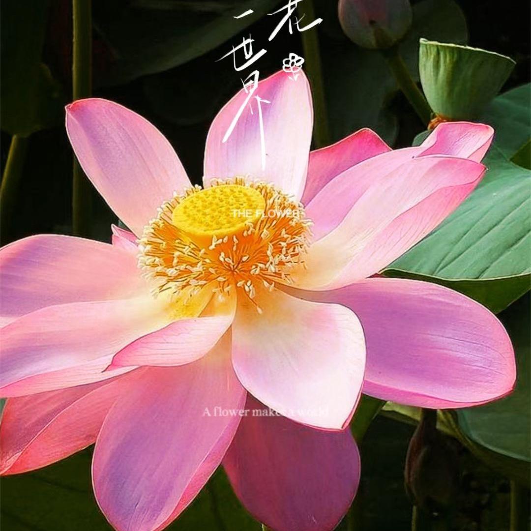 彩连