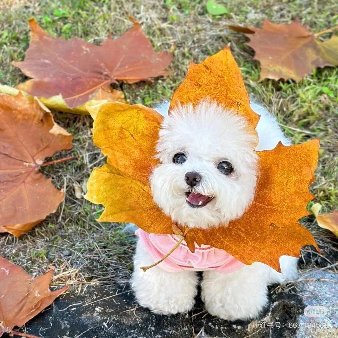 萌宠基地（买🐶斯聊）