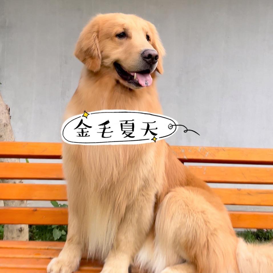 金毛夏天@抖音