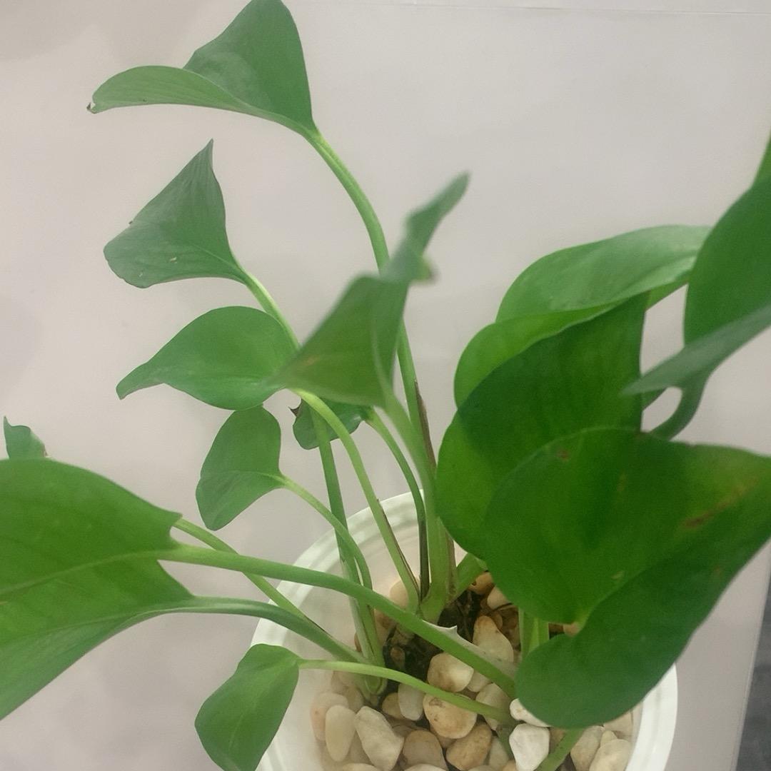 优选Z11