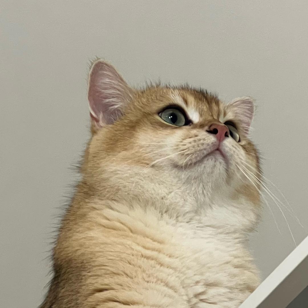 小猫不爱睡觉