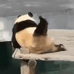 大比兜来咯