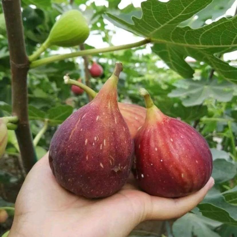 妙鲜鲜