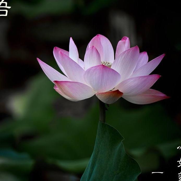 怡淼