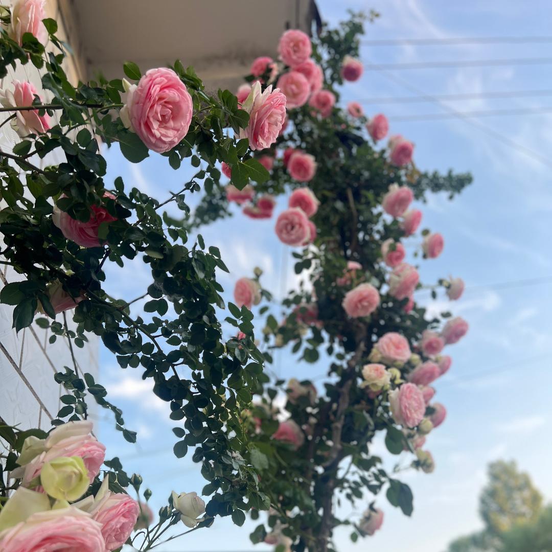 ༊🌺ꦿ꯭小邱꧔ꦿ᭄💞