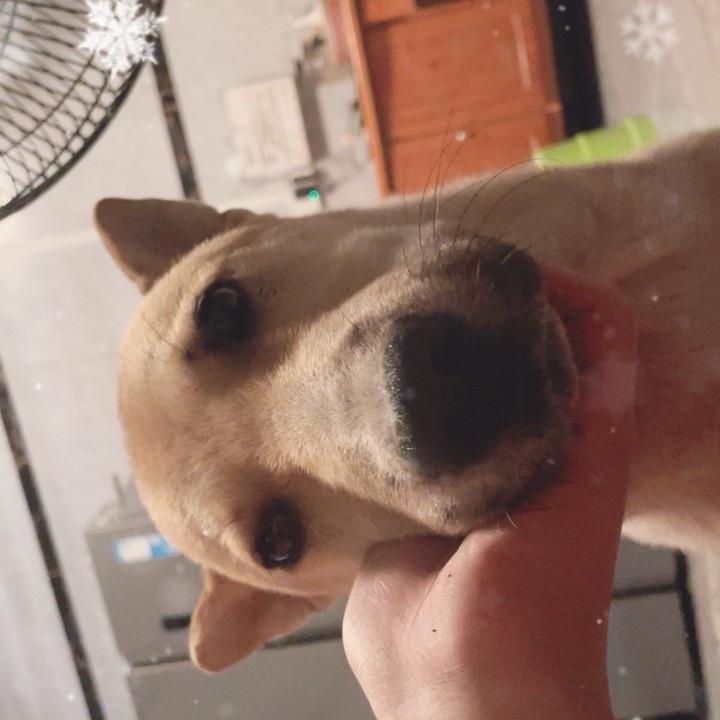 广西猎犬