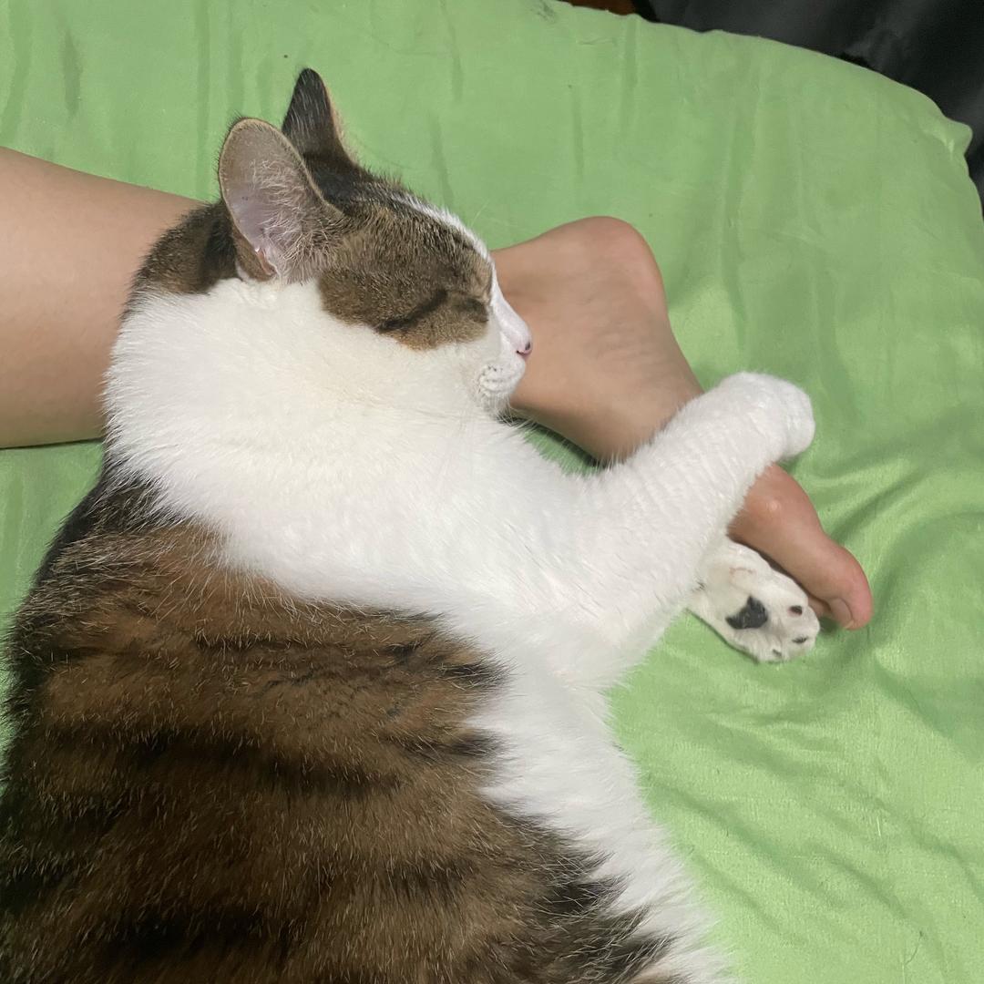 momogun