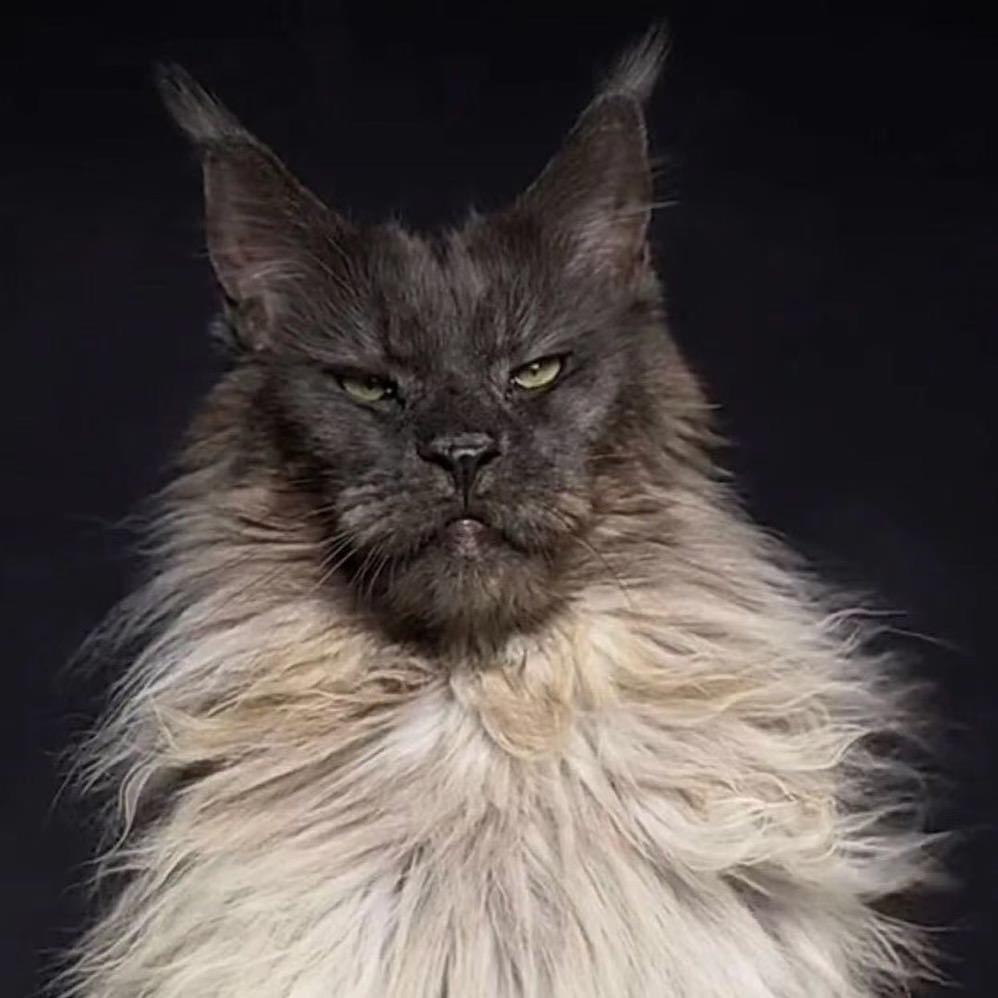 老崔精品缅因猫