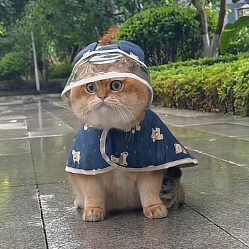 小冰冰🍃小金金