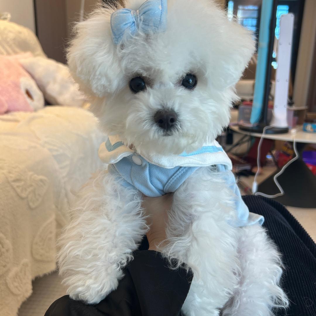 薯条🐶不是薯条🍟