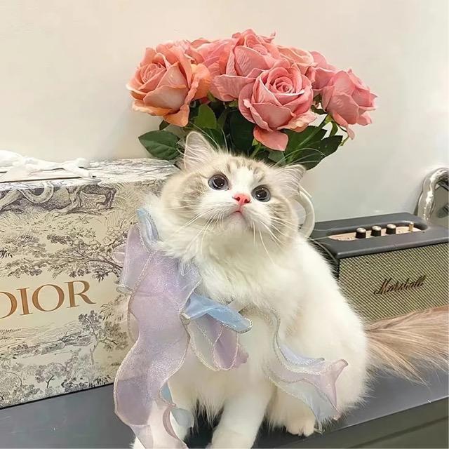 🦐仁猪心🖕