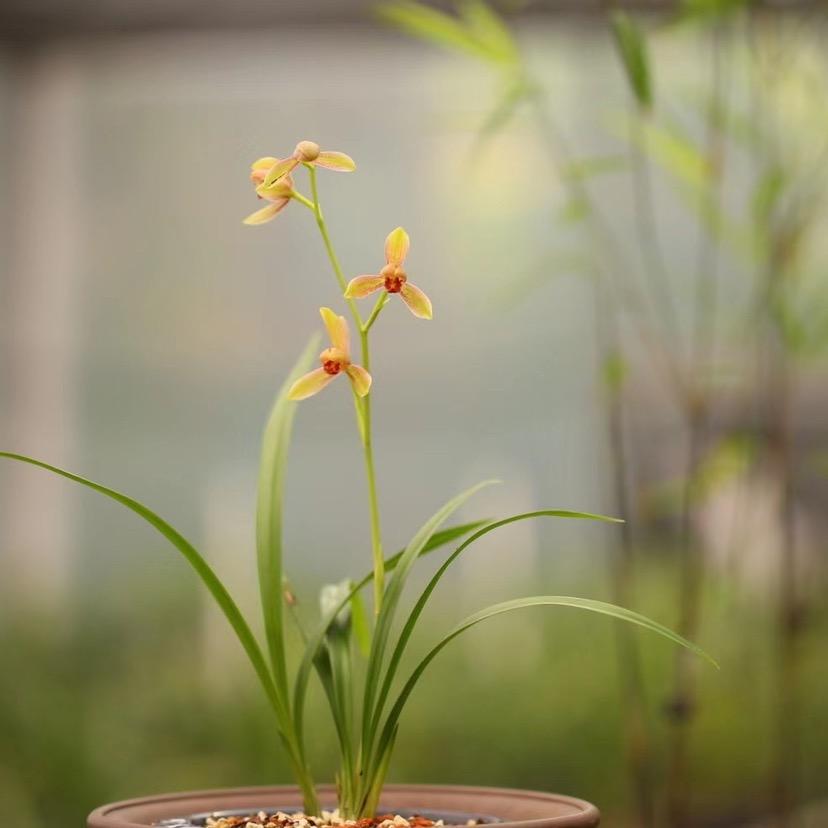 草 木 香