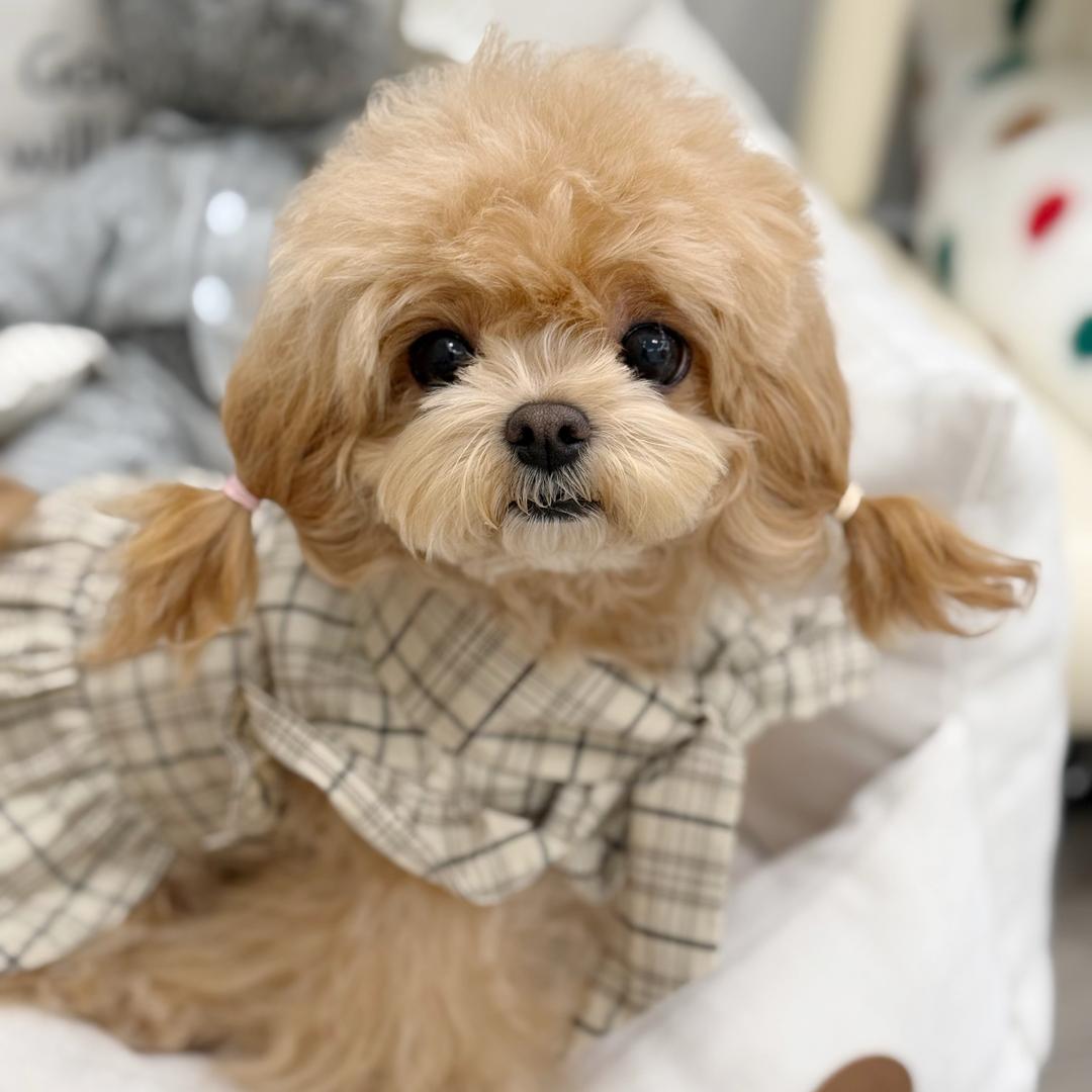A咪🐻cockapoo