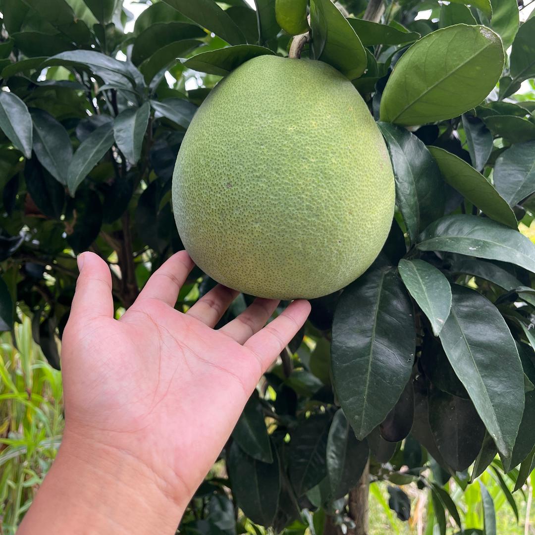 返乡养老的大罗