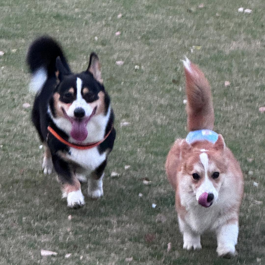 不爱吃胡萝卜🥕的狗