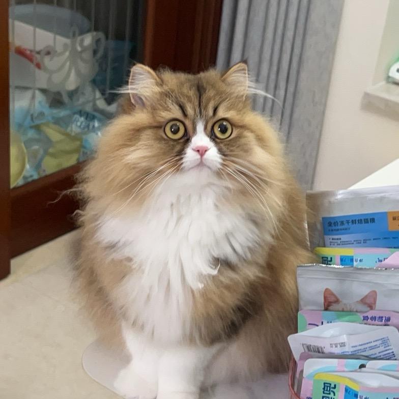小猫日记