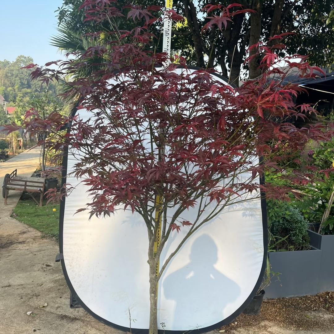 JKASHDK果树苗木旗舰店