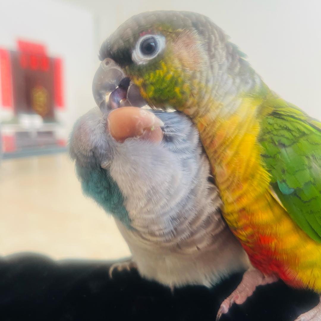蓝宝🦜禧宝