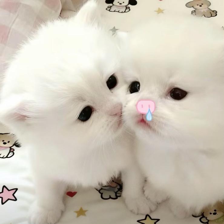 超级喵^