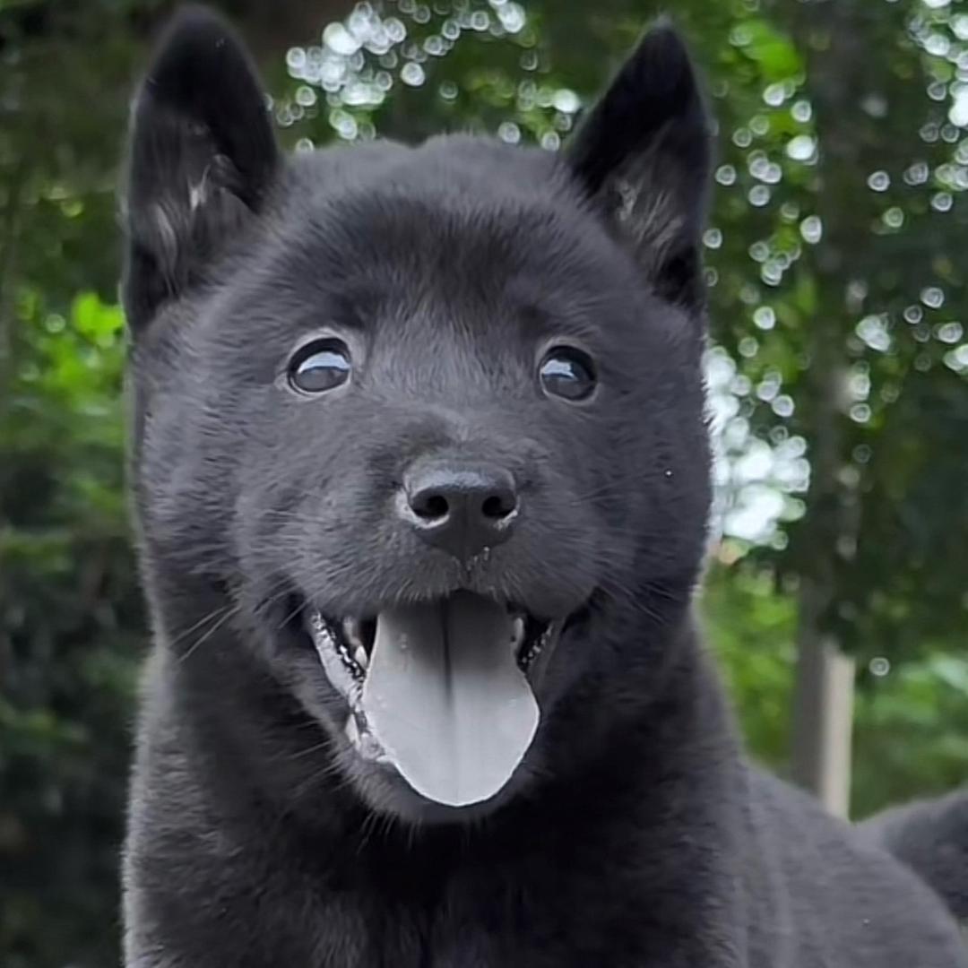 中华田园犬 代淘