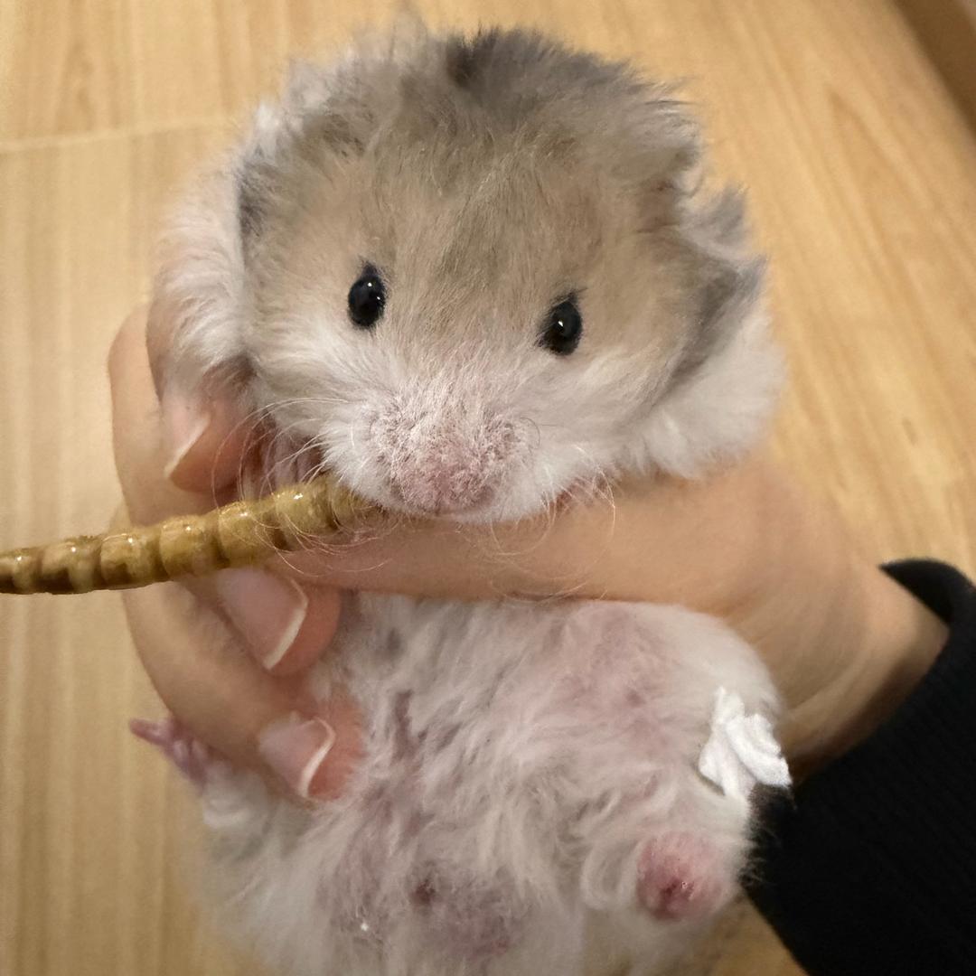 哪里的榴莲最便宜