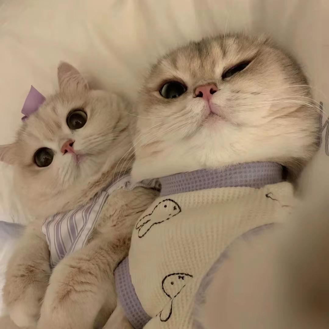 派大星的帕尼尼