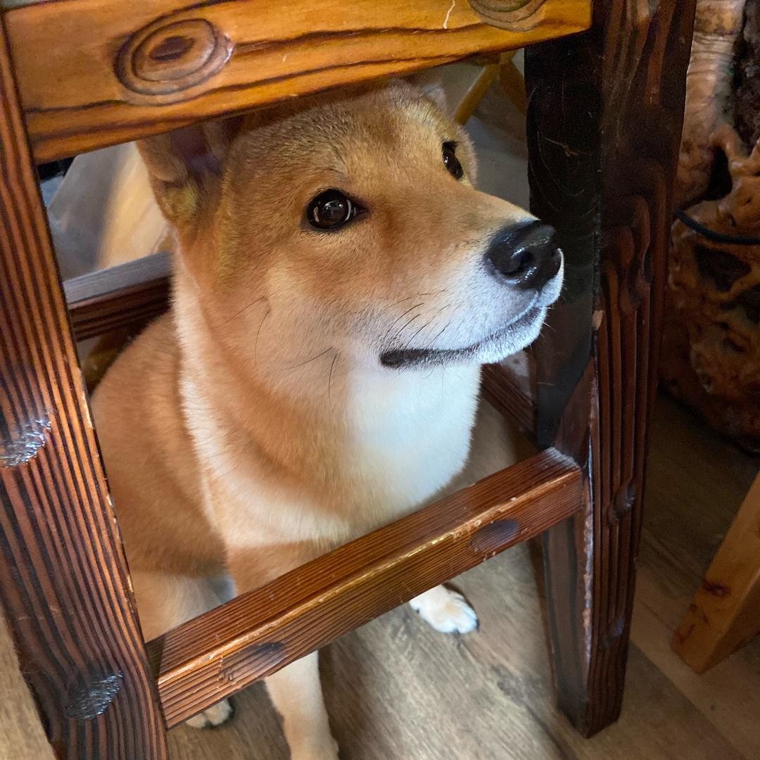 蕾好好🥑👧🏼🐶🐢