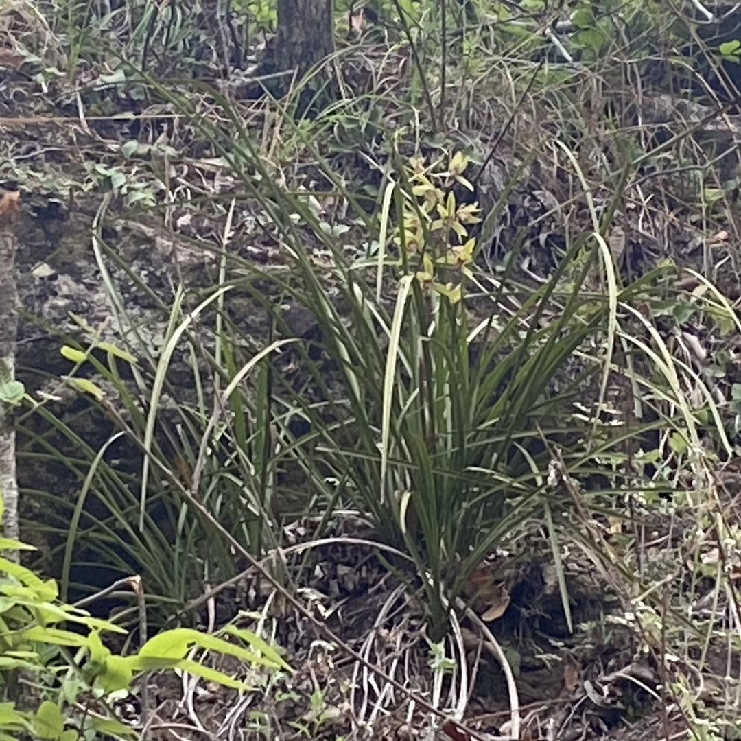 背着，背包行走。