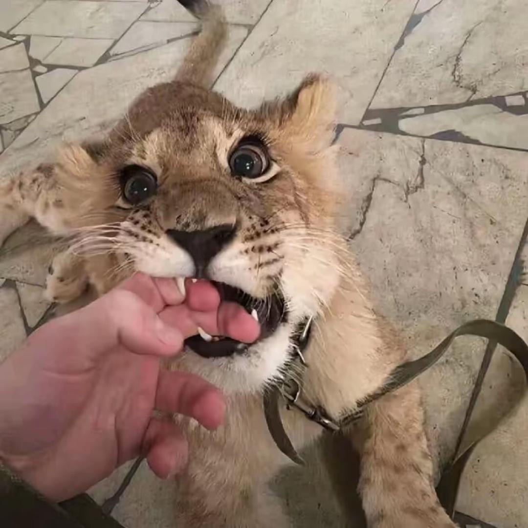小鱼