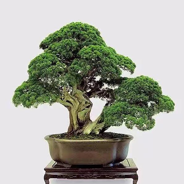 欣艺盆景