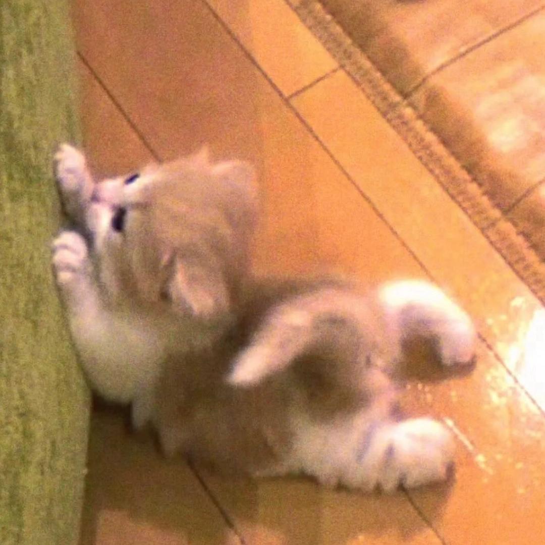 小熊维尼💤