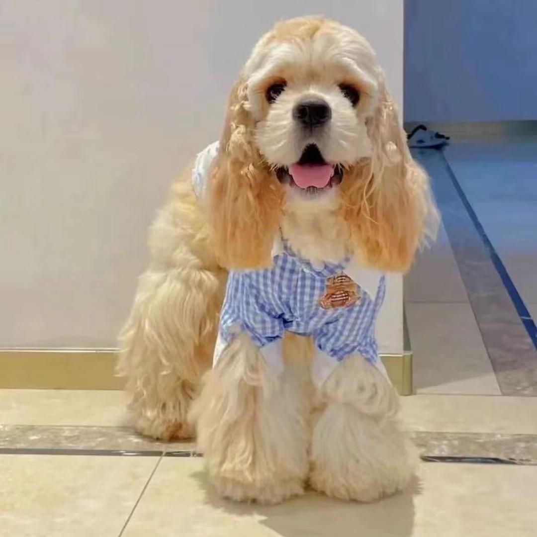 江苏可卡布🐶美卡