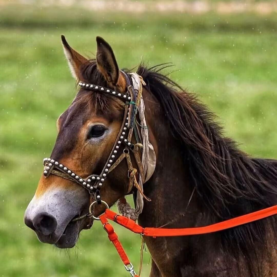 ࿐འབྲོག🐴དགའ།❣️