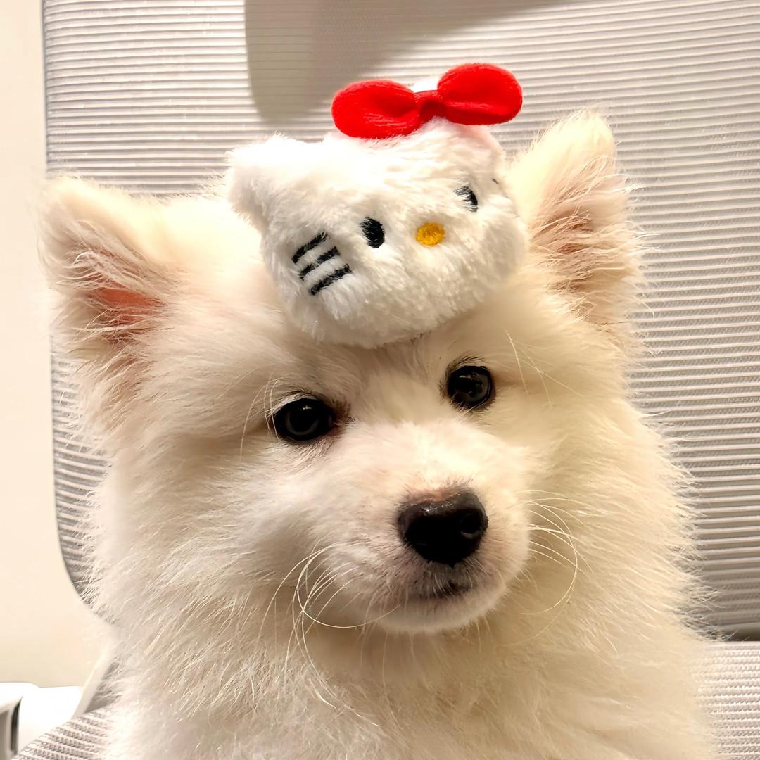 哈哈哈8狗