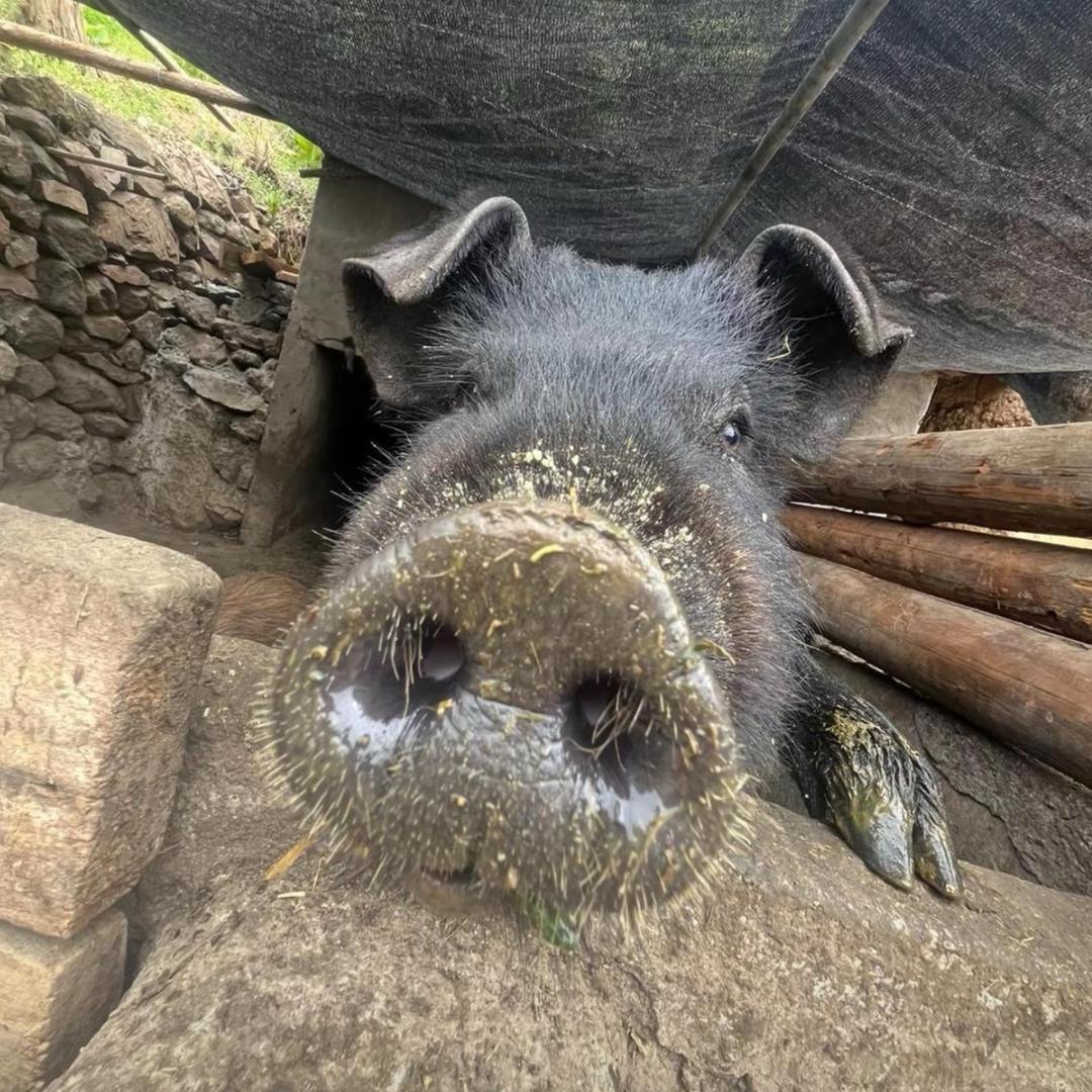 西伯利亚蕾丝性感大母猴