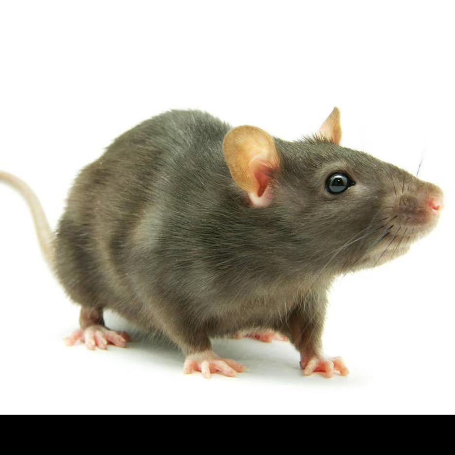 专和老鼠对着干老鼠🐁3