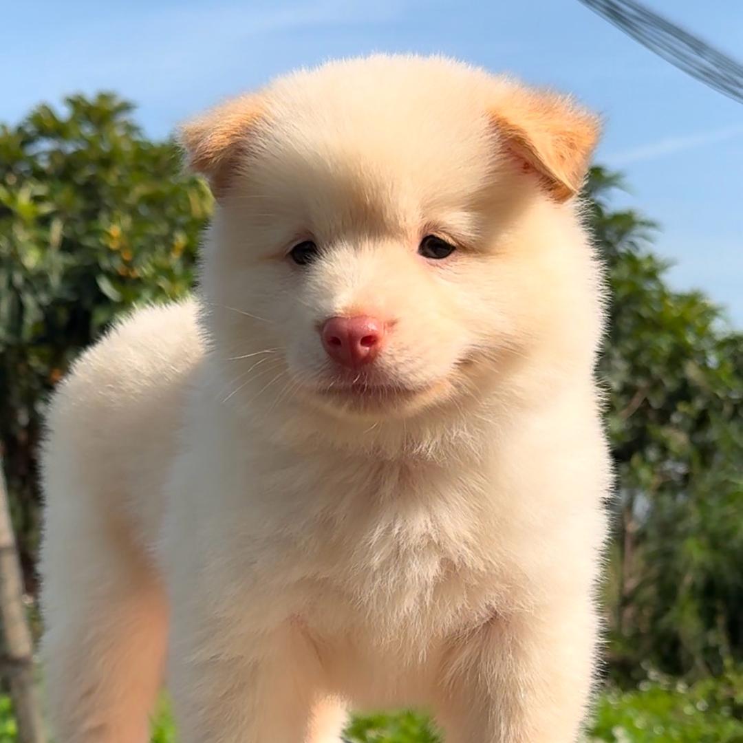 广西桂林土松犬之家