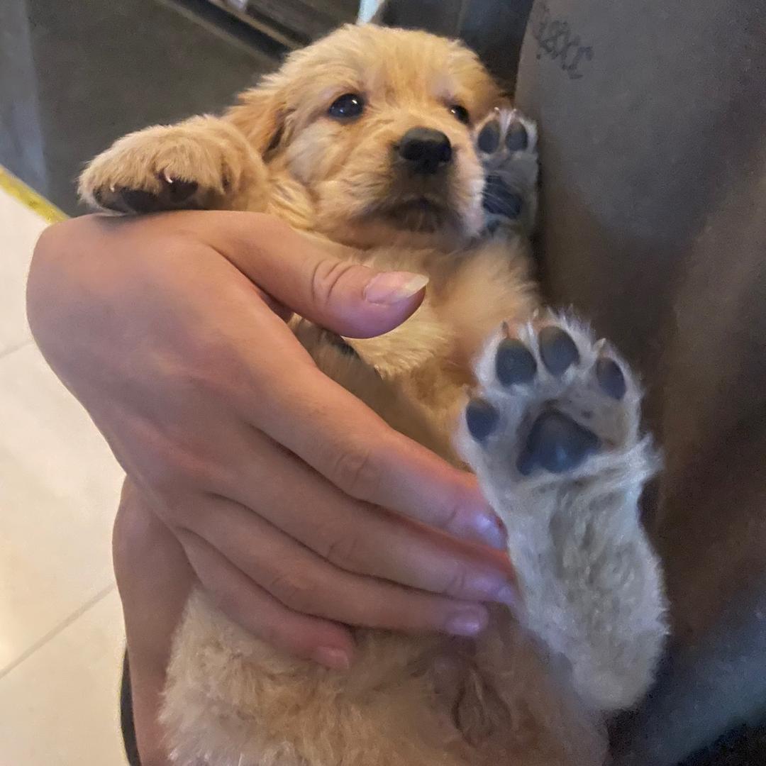 金毛乔巴和妮妮