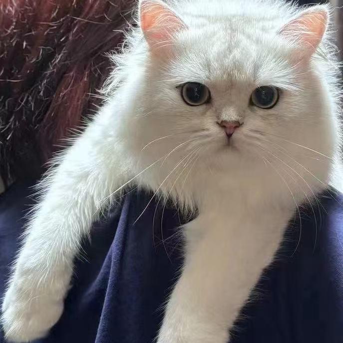 欣子小姐的喵